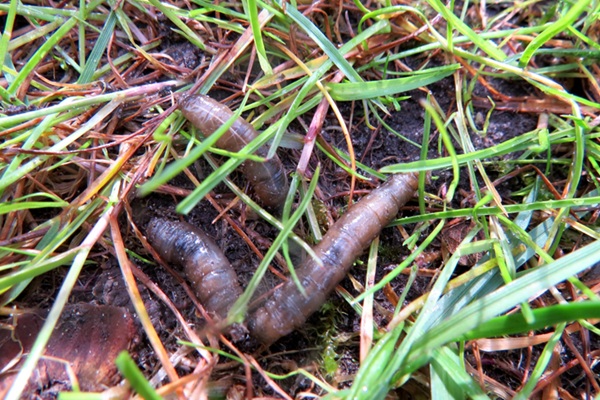 regenwormen in het gazon